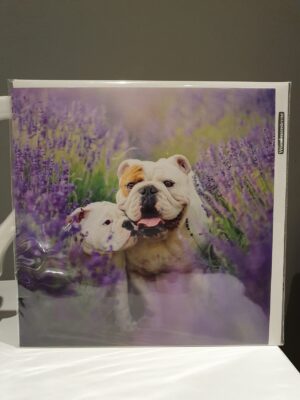 bulldogs lavender greetings card blank inside