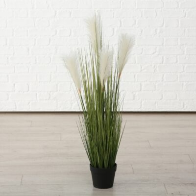 pampas grass plant in pot