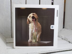 woodmansterne fizz labrador greetings card