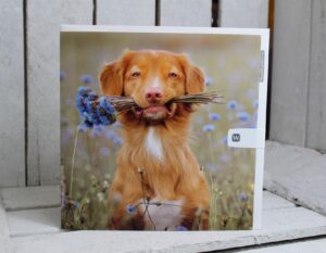 woodmansterne freshly picked greetings cards dog flowers